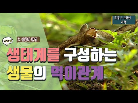 [초등 과학 5-2] 2. 생물과 환경 - 4차시 생태계를 구성하는 생물은 어떤 먹이 관계를 맺고 있을까요?