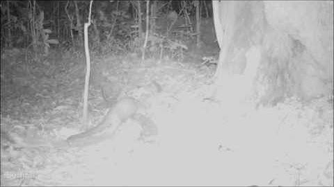 Rare footage of elusive golden cat attacking a pangolin