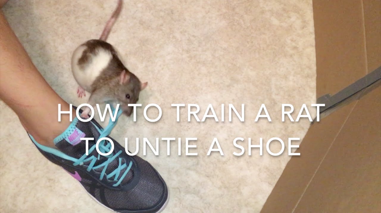 How to Train a Rat to Untie a Shoe YouTube