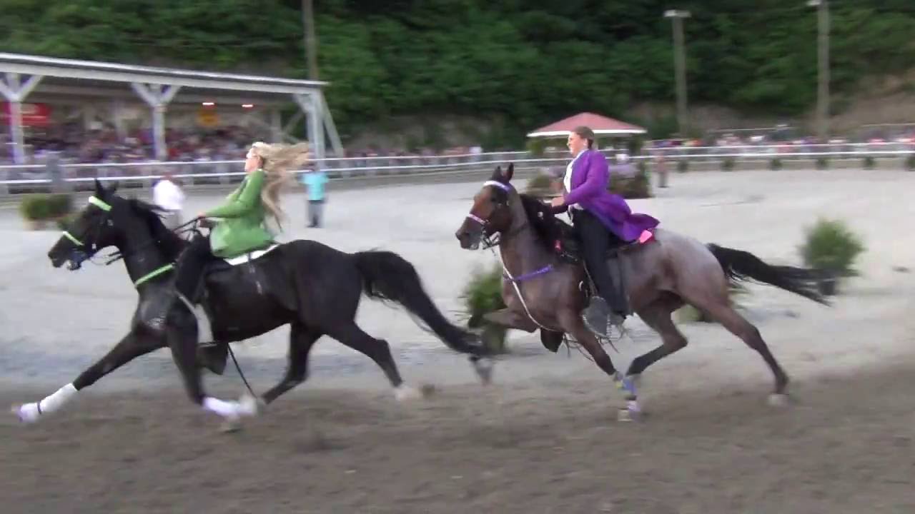 Ladies Pacing 2016 Wise Fair Horse Show