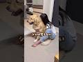 決して怒らない犬 #ゴールデンレトリバー #大型犬のいる生活 #goldenretriever #大型犬と子供