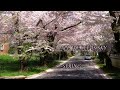 Spring [Time & Goodbye ] [] All We See is Sky [] Bungo Stray Dogs [] CHUUYA BIRTHDAY SPECIAL