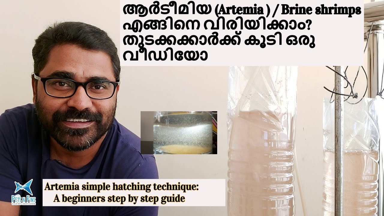 ആർടീമിയ (Artemia ) / Brine shrimps എങ്ങിനെ വിരിയിക്കാം? || Artemia simple hatching technique guide