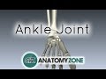 Ankle Joint - 3D Anatomy Tutorial