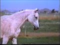 The Polish Invasion: Polish Arabian Horses in the USA part 1