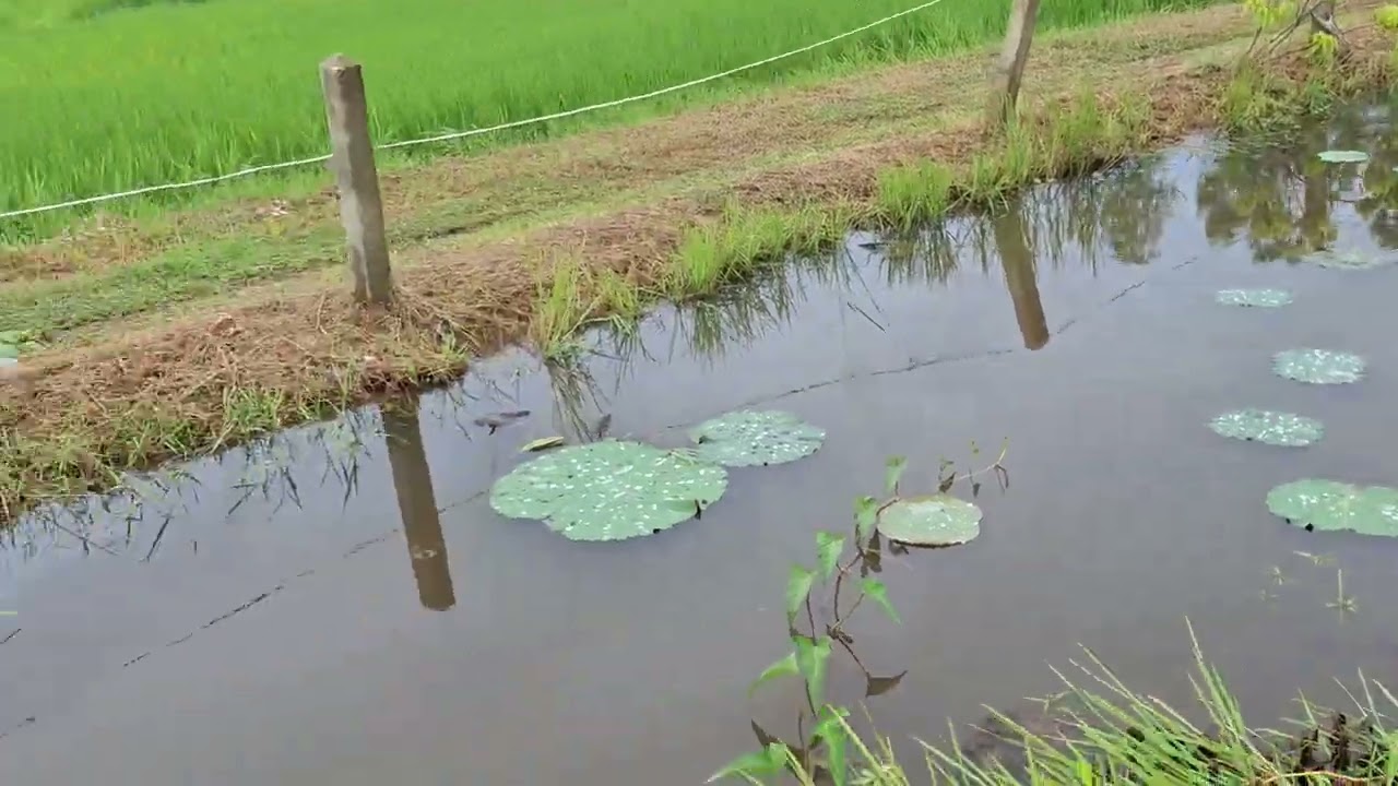 พาไปดูน้ำในคลองไส้ไก่มันล้นหรือเปล่าเพราะฝนตกทั้งคืน