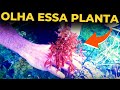 🔴APRENDA A CUIDAR DE PLANTAS VERMELHAS! |Mr. Betta|