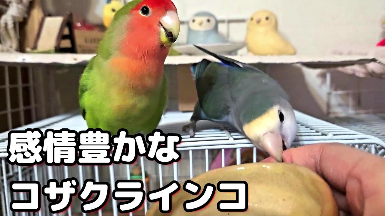 【気持ちが分かりやすい感情豊かなコザクラインコ達】#コザクラインコ#インコ#lovebirds