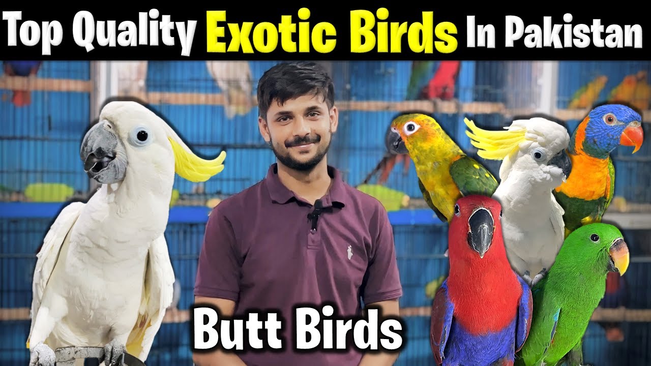 Top Quality Exotic Birds | Butt Birds PWD Islamabad. #birdhouse #youtubegrowth