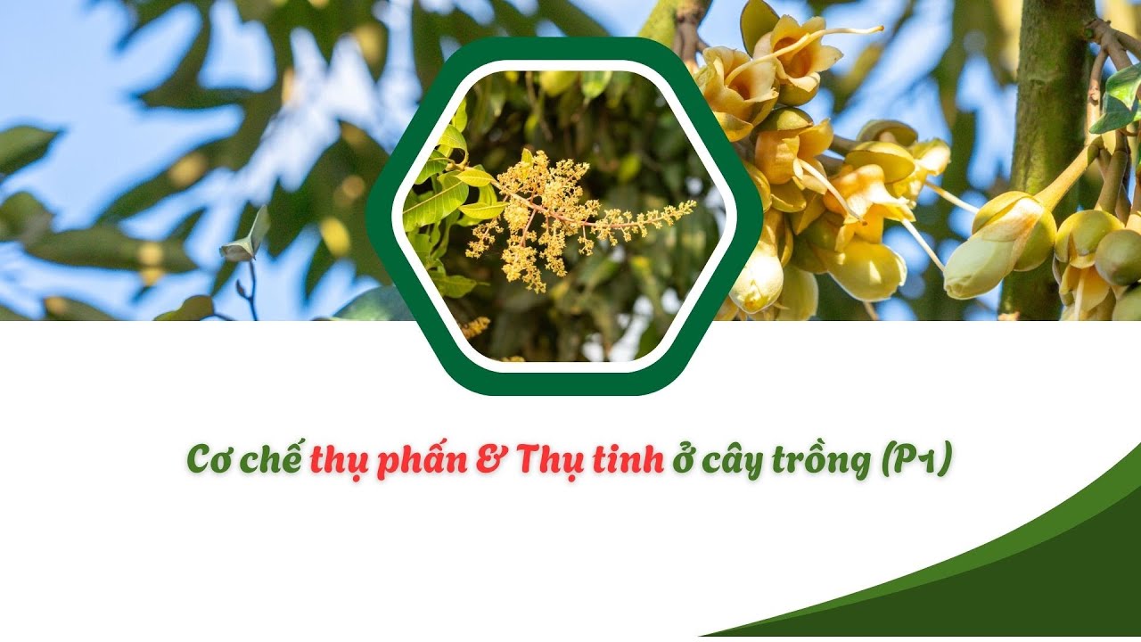 CƠ CHẾ THỤ PHẤN, THỤ TINH VÀ ĐẬU QUẢ Ở CÂY TRỒNG (P1)