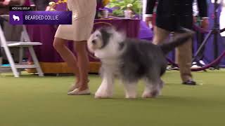Bearded Collies | Breed Judging 2024
