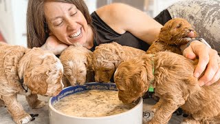 6 Goldendoodle Puppies Move Into a New Home