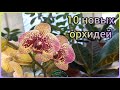 2 часть🌸Купила 10 ОРХИДЕЙ в последнем ОБЗОРЕ Леруа Мерлен🍀Сбылись давние хотелочки🌸ФАЛЕНОПСИС🍀Цветы🌸