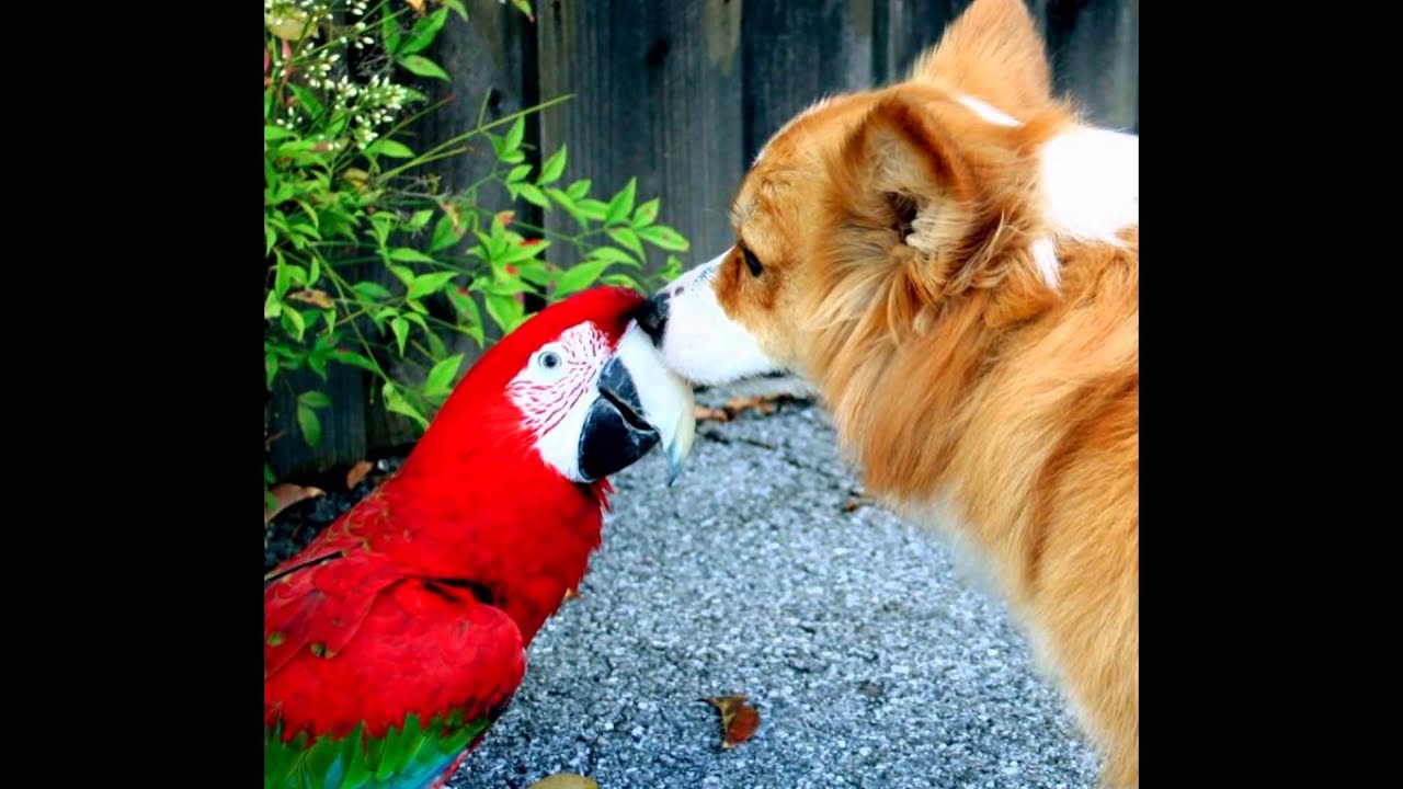 кот пес и попугай. домашние любимцы. собака кошка попугай. собака кошка попугай. собака кошка попугай.