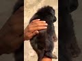 8810623046 German Shepherd puppy booking open Heavy bone KCI line Top quality Contact now fast
