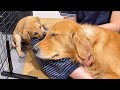 怯えていた子犬が、心を開いた先住犬にだけ見せる行動が可愛すぎる...【ゴールデンレトリバー・ボーダーコリー】