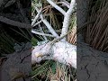 25 май 2026 г.Горски гущер,Lcerta,пълзи върху борово дърво,Старозагорски бани.
