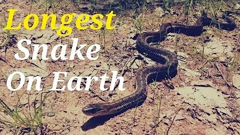 The Reticulated Python The Largest Snake in The World