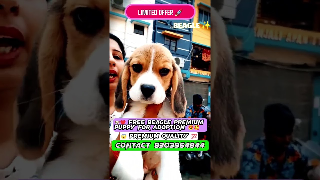 🐕Free Beagle puppy adoption💫