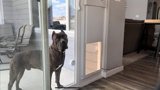 Our awesome Wifi Dog door by Hightech Pet