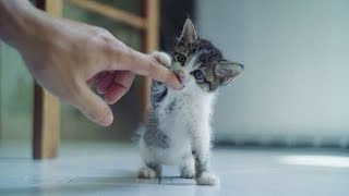 「猫かわいい」 すごくかわいい子猫 - 最も面白い猫の映画 #264