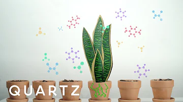 How much air can a snake plant purify?