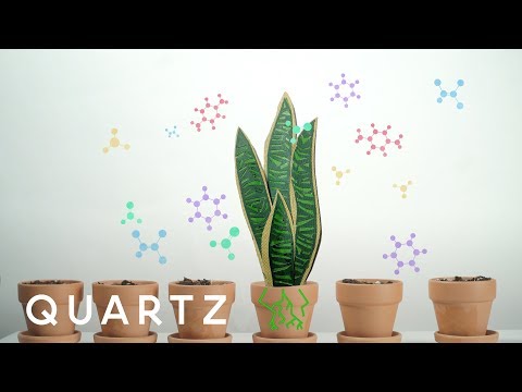 Video: Clean Air With Peace Lilies: Menggunakan Tanaman Peace Lily Untuk Pemurnian Udara