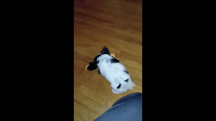 Chintzy at Play