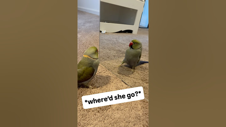 Parrot word salad! 🥗 #talkingbird #talkingparrot #cuteanimals #couple #couplegoals #funnyanimals