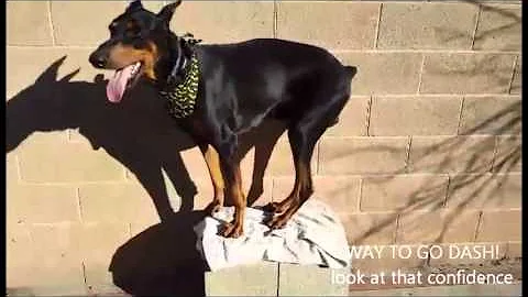 2 YR OLD DOBERMAN "DASH" 2 WEEK BOARD AND TRAIN PROGRAM