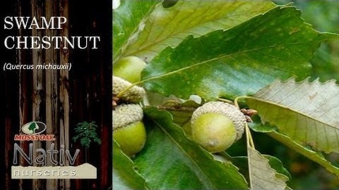 Swamp Chestnut Oak (Quercus michauxii)