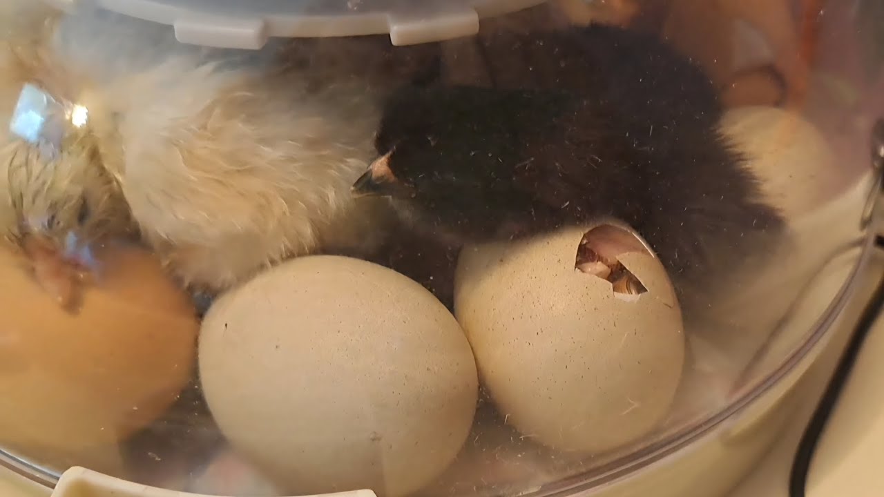 The chicks are hatching!