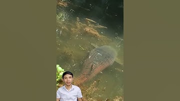 Phát hiện cá khổng lồ ở sông #cacconvat #docla #fishing