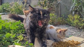 Mother cat attacks me to protect her kittens.