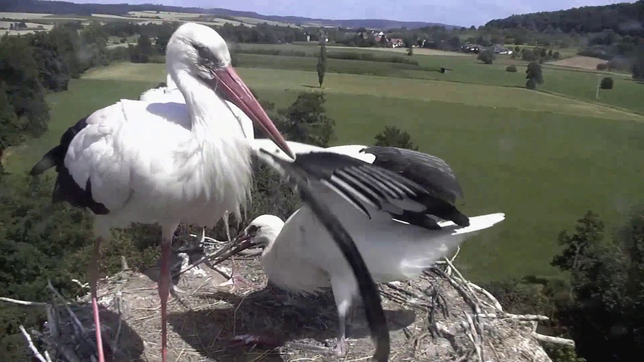 Verfolgen Wilma~2020-07-18~Storchennest Lindheim