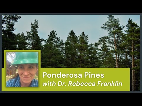Video: Ponderosa Pine Information - Pleje af Ponderosa Pine Trees