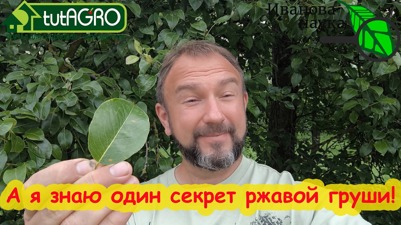 ЗАБОЛЕЛА ГРУША? Не беда. У вас в руках бесплатное средство для растений ...