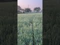 Sun rise ❤️🖤 #indiansong #cutebaby #ytstudioes #comedy #yttimeline #hindisong #jaiveeru #jey #ciby