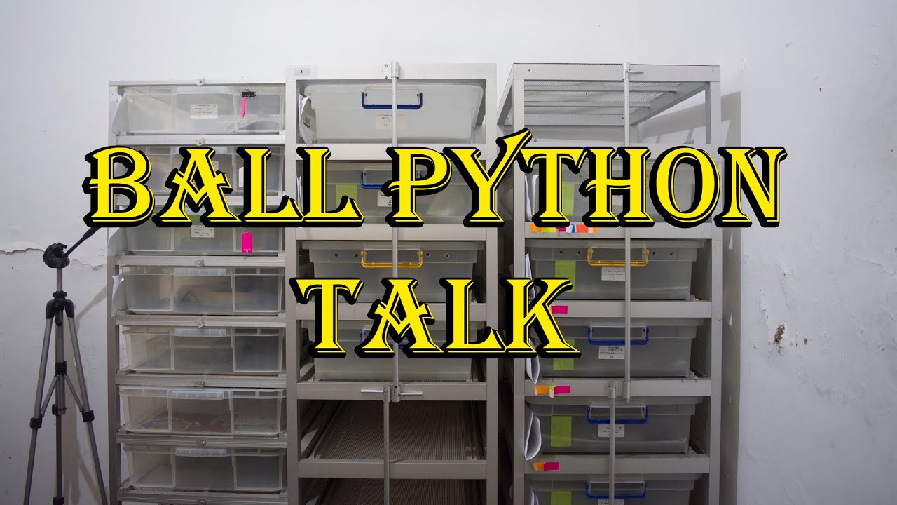 BALL PYTHON TALK 19 - UKURAN MANGSA DAN DURASI MAKAN - YouTube