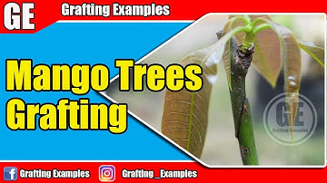Single Bud Grafting Technique On Mango Tree | Tropical Fruit Trees
