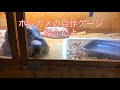 インドホシガメの木製自作ケージ紹介