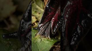 Giant Ember Snail In Extreme Macro Razor Radula Teeth & Sticky Slime Asmr Nature Sounds