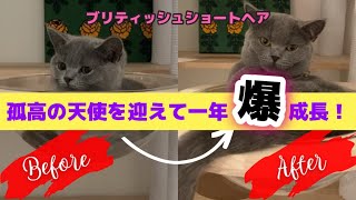 【Lonely Angel】When I got a British Shorthair, it was too cute and healed #ブリティッシュショートヘア #猫 #お迎え #子猫