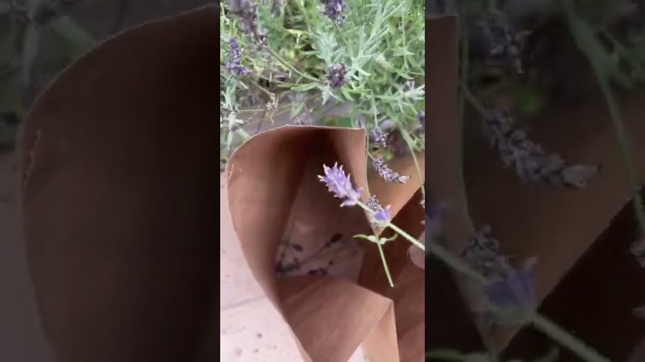 Harvesting Lavender from the garden 