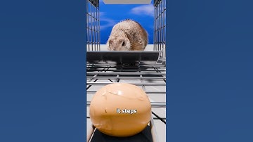 How A Squirrel Trap Works 🤔