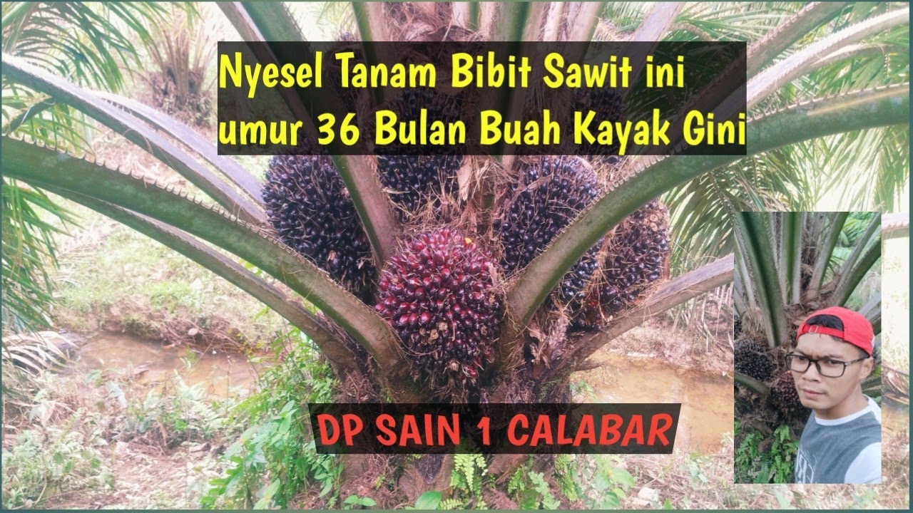 NYESEL TANAM JENIS BIBIT SAWIT INI 
