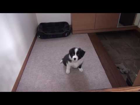 ボーダーコリーの子犬がやってきた! Puppy Border Collie