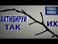 ПРОБУДИ ПОЧКИ НА ЦВЕТОНОСЕ ОРХИДЕИ ТАК - ПОЛУЧИШЬ РЕЗУЛЬТАТ 👍! НОУ-ХАУ МЕТОД АКТИВАЦИИ МЕРИСТЕМ! 👍