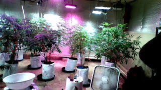 Garden chores, smoke sesh and l.s.t