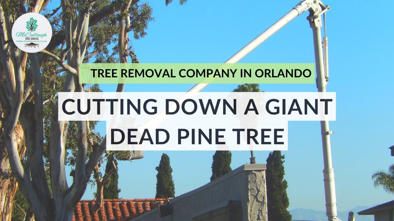 80 ft Dead Pine Tree Removal - YouTube